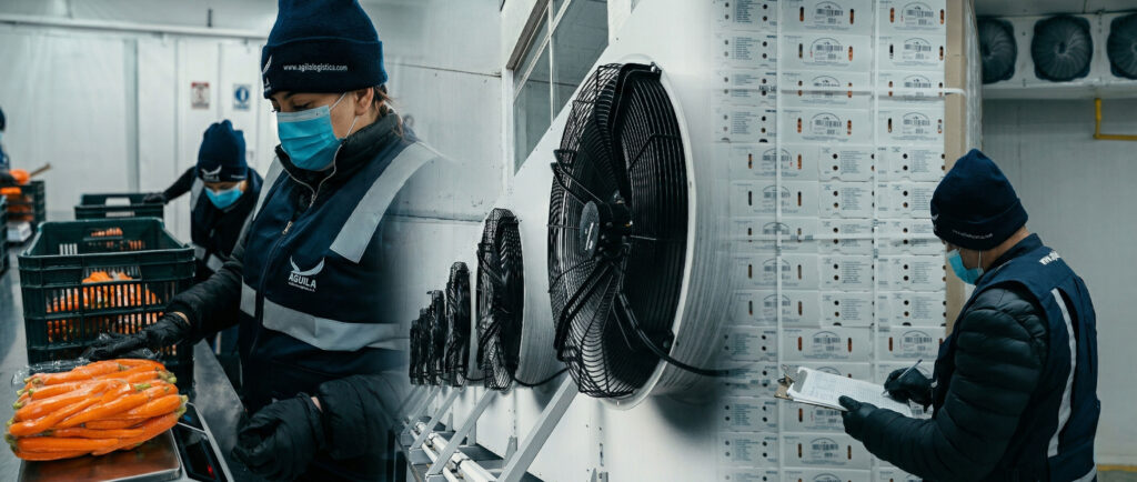 Collage de operaciones de Águila Logística: personal pesando zanahorias frescas, ventiladores industriales de refrigeración y control de inventario en bodega fría.